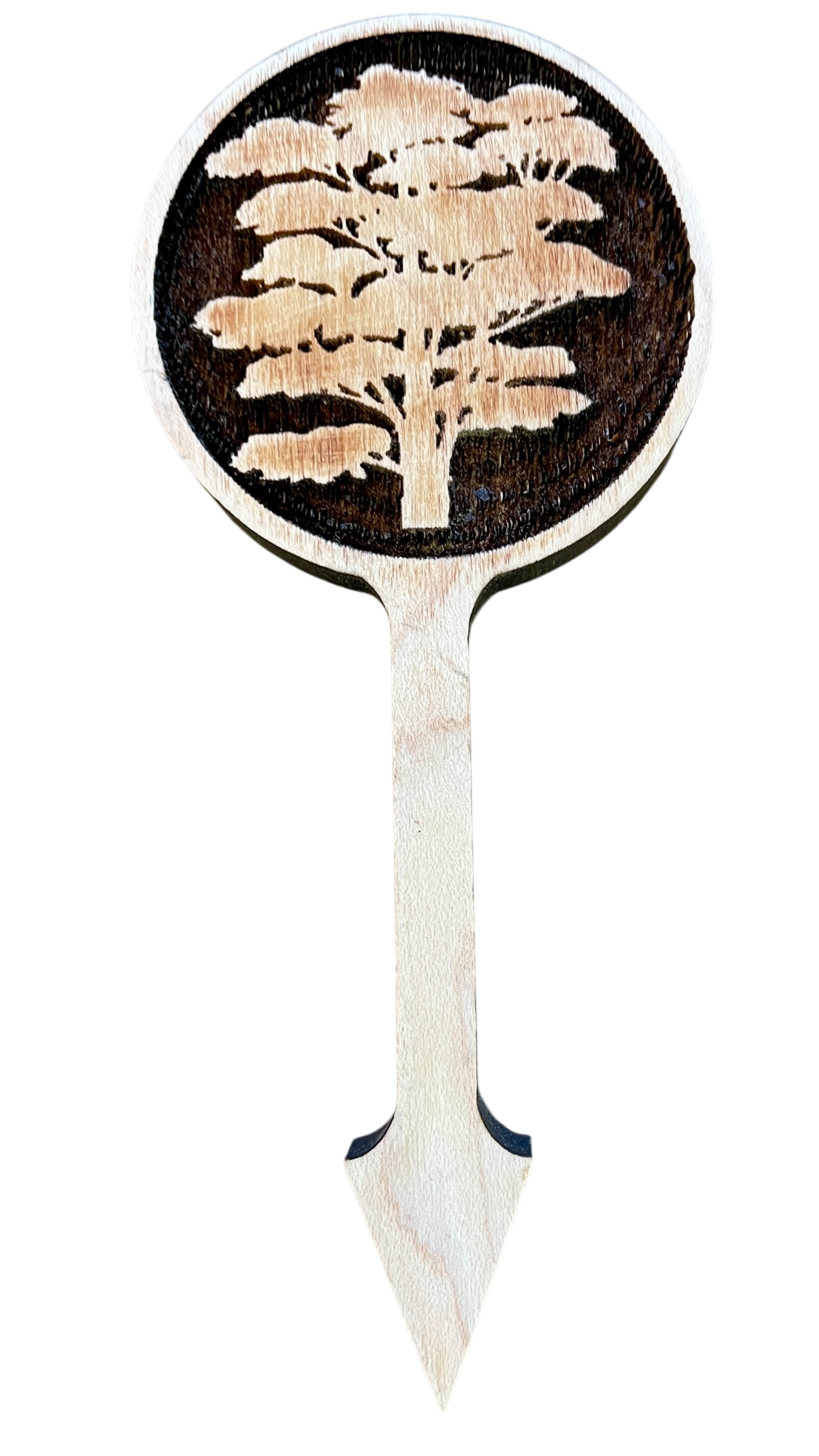 Cedar Tree / Maple