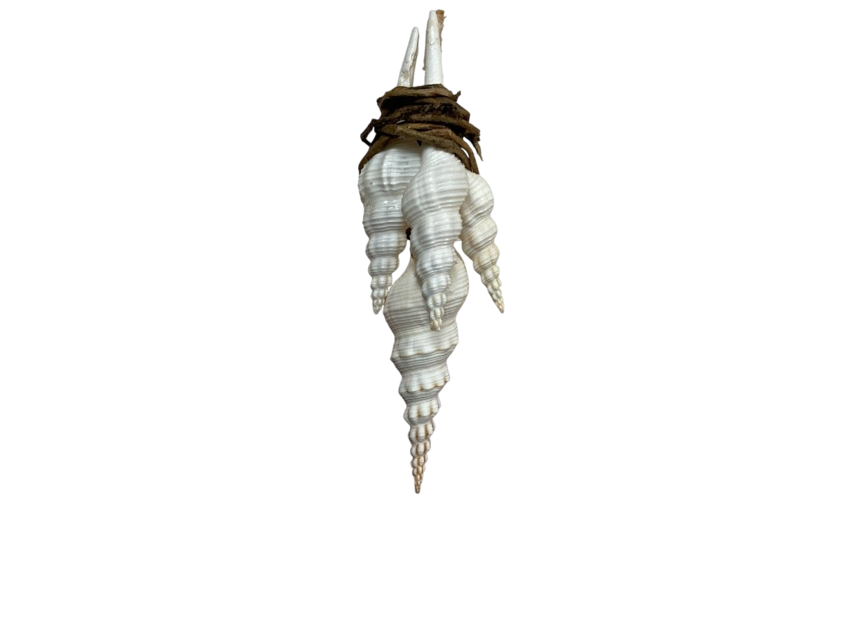Seashell:3 - foot Fine Art Clock - Linear Clockworks