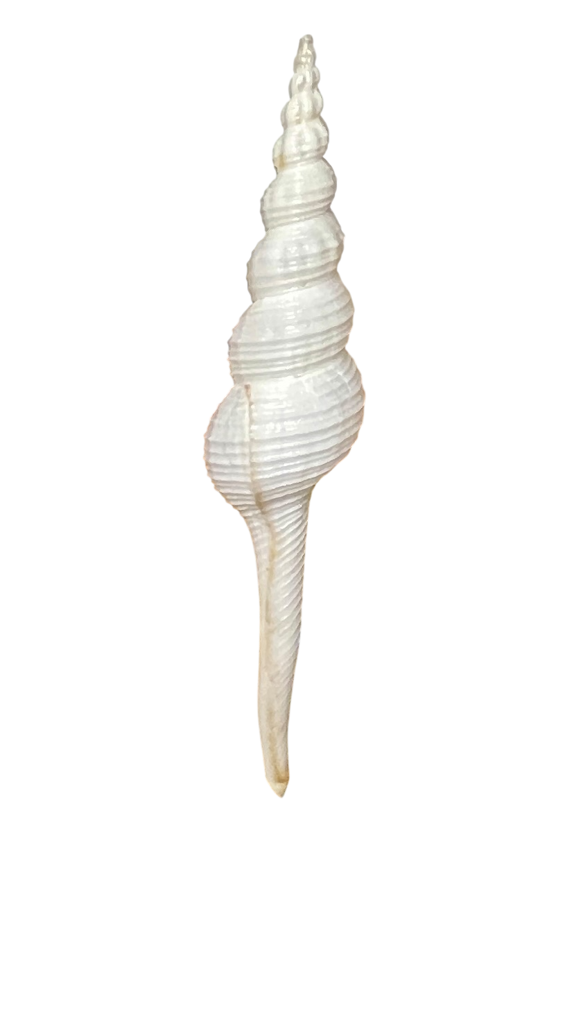 Meridian: 3-foot Ocean Tide Clock