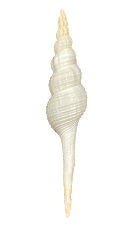 Sebastian 3: 3-foot Walnut Ocean